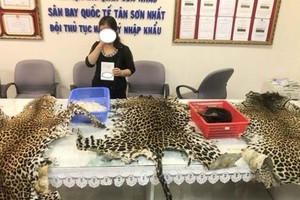 Customs officers seize over 4kg elephant tusks