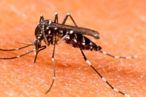 First people succumbs to dengue in Hanoi