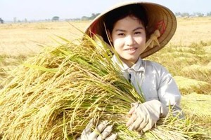 Harvesting rice in Dong Thap Province (Photo: SGGP)
