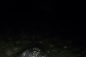 the turtle lays eggs in the shore in Hon Cau Island (Photo: SGGP)