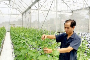 Google support Vietnamese farmers by teaching them to use internet (Photo: SGGP)