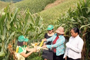 Vietnamese farmers on a corn field (Illustrative image - Source: VNA)