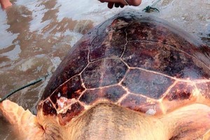 The endangered green turtle was released into wild in Quang Tri province. (Photo: nld.com.vn)