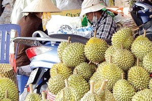 Bumper crop, durian price in Dak Lak province hits record