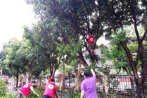 Volunteers in Quang Binh Province cut trees in preparation for the storm (Photo: SGGP)