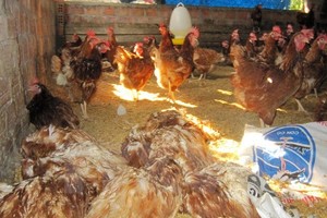 A/H5N1-affected chickens at a farm. (Photo: VNA)