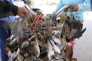 The wild bird trade is popular in Vietnam (Photo: nld.com.vn)