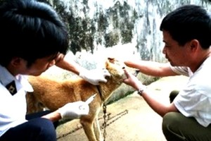 Veterinarians are injecting vaccine for a dog (Photo: SGGP)