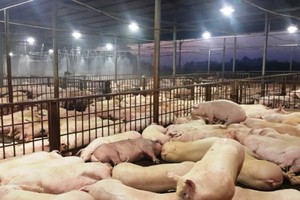 Thousands of pigs found injected with sedative
