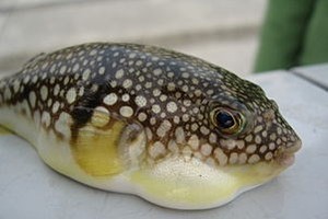 Puffer fish 