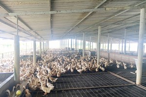 Common eider salvation for Mekong delta farmers in climate change