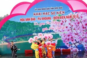Dien Bien hosts first cherry blossom festival