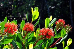 Coc do” (Lumnitzra littorea) tree. (Photo: vncreatures.net)