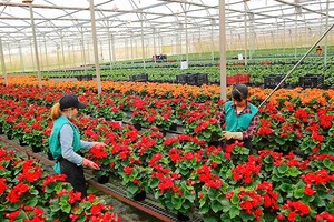Farmers in Da Lat busy preparing for Tet holiday