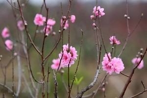 Cold spell means peach blossoms cost more