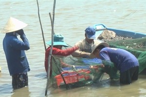 Locals harvest giant river prawn in Dong Thap province’s Tam Nong district (Photo: danviet.vn)