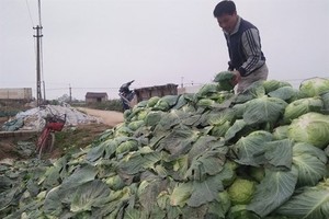 Piles of cabbage are seen in Nghe An Province (Photo: SGGP)