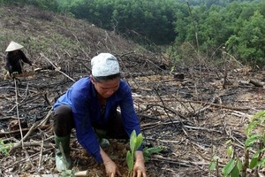 Residents are encouraged to involve in planting and managing forests (Source: VNA)