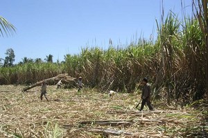 Farmers in Mekong delta chop down sugar-cane because of low price