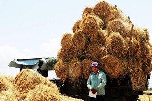 Bundles of straw is sold to traders from highlands province (Photo: SGGP)