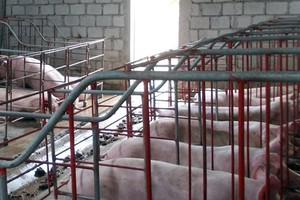 Foot-mouth disease in cattle spreading in nine central districts