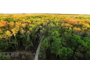 A view of Ru Cha submerged forest in Huong Tra township, Thua Thien-Hue province (Photo: VNA)