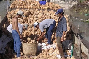 The low price of coconuts makes many farmers desperate