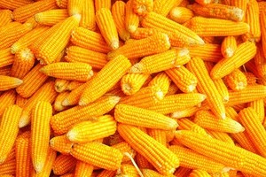 Vietnam spends nearly $1 bil animal feed corn in six months