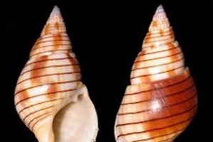 Vietnamese woman dies after eating bizarre sea snail