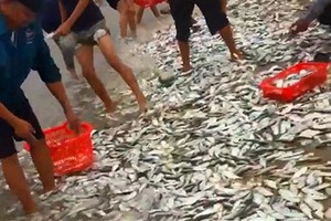Fishermen of Cam Nhuong Commune caught tons of sardines