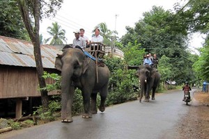 Before, visitors pay for elephant riding in the park (Photo: SGGP)