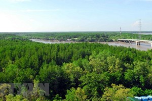 Vietnam’s coastal forest coverage reaches 17 percent
