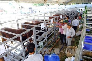 Modern farming co-operatives are needed to achieve a breakthrough in restructuring agriculture in HCM City and raising the incomes of farmers. (Photo: VNA)