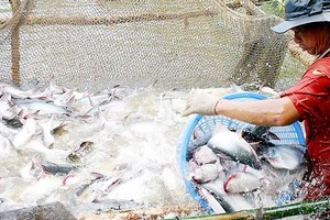 Exports of tra fish earns US$1.2 billion in first seven months