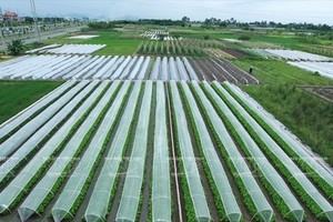 Safe vegetable production in Dong Anh district, Hanoi. (Source: VNA)