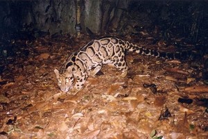 VEA, Four Paws work to save wildlife animals