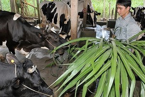 Raising milk cow is a way to escape poverty (Photo: SGGP)
