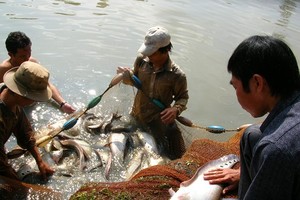 Fish breeders in Vi Thuy District are harvesting that lat fish (Photo: SGGP)