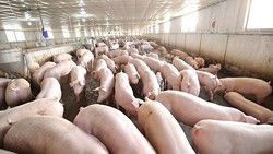 Vietnam halts import of meat products from Poland, Hungary