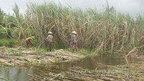 Sugar cane farmers in Hau Giang at risk of losing because of flooding