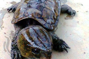 Big-headed turtles (Platysternon megacephalum) are among endangered species subject to the highest protection level under Vietnamese and international law (Photo: Education for Nature-Vietnam)