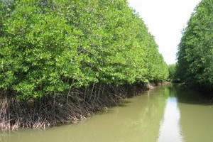 Coastal forests in Ca Mau province’s Ngoc Hien district (Photo: VNA)