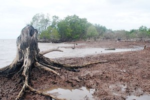 Ca Mau province loses 500-ha protection forest due to landslides annually