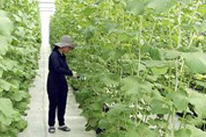 AHTP announces 4 new short-term plants 