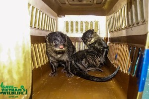Ten Asian small-clawed otters (Aonex cinerea) are rescued from illegal traders by the Save Vietnam’s Wildlife (SVW) in Nam Dinh. (Photo: SVW)