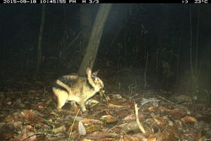 The elusive Annamite striped rabbit (Nesolagus timminsi) in a photo snapped by a camera trap in the wild. (Photo courtesy WWF)