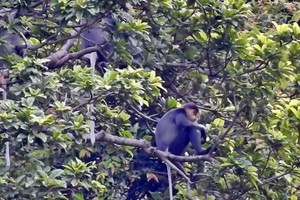  Grey-shanked douc langurs in Nui Thanh’s Hon Do mountain (Photo: baoquangnam.vn)