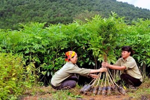 Vietnam houses 235,000ha of FSC-certificated forests