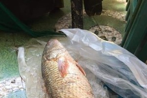 Angler catches 5-kilogram su vang fish