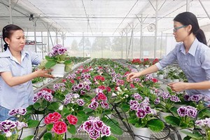 Flower growing in nethouses in the HCMC Biotechnology Center. Photo by Thanh Tri